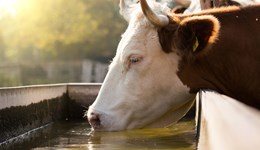 Heatwave pressures on livestock farmers and how we're helping build resilience